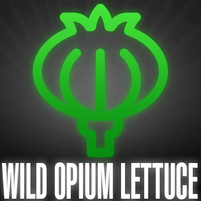 Wild Lettuce 100X
